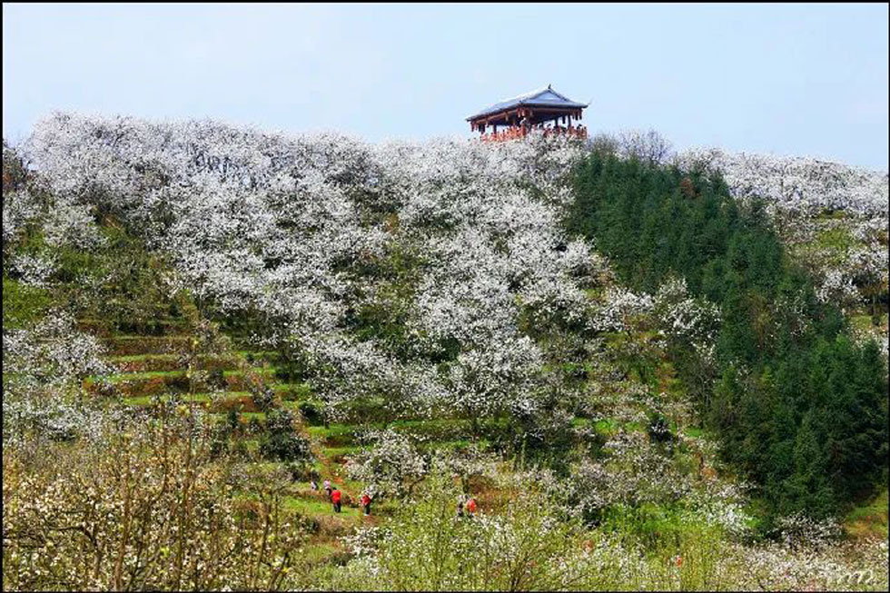 【春天，广西桂林灌阳县向您发出邀请！】我们在灌阳看梨花 - 游山玩水 - 长治生活社区 - 长治28生活网 changzhi.28life.net