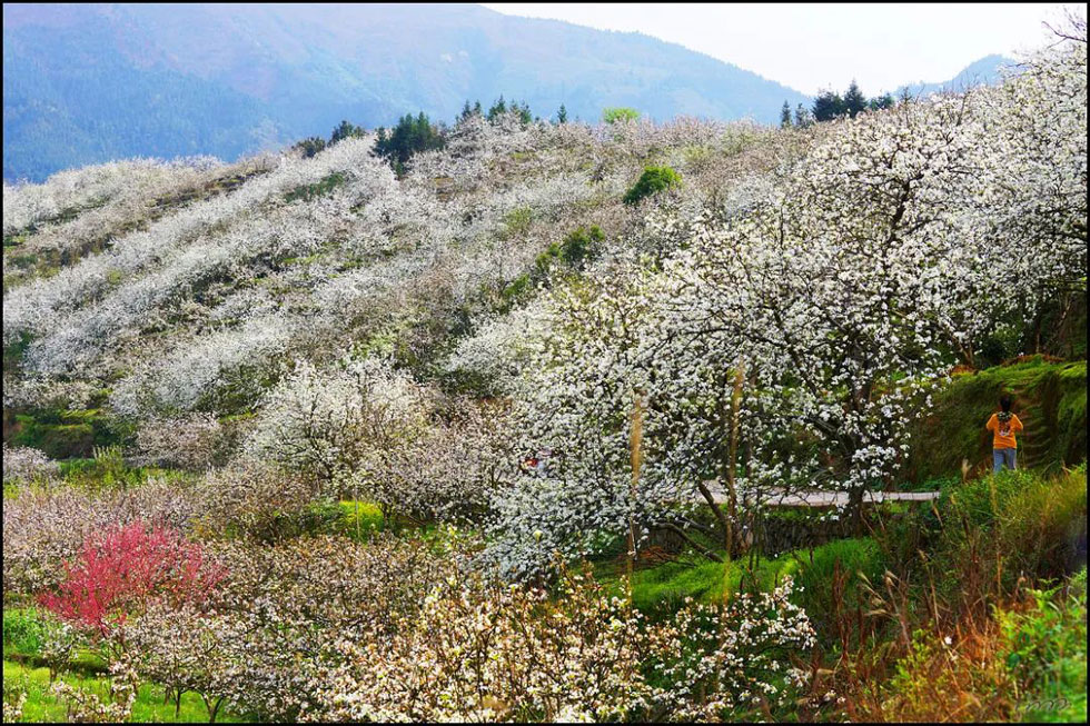 【春天，广西桂林灌阳县向您发出邀请！】我们在灌阳看梨花 - 游山玩水 - 长治生活社区 - 长治28生活网 changzhi.28life.net