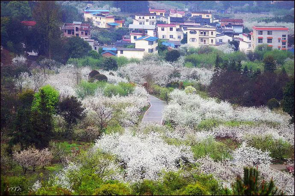 【春天，广西桂林灌阳县向您发出邀请！】我们在灌阳看梨花 - 游山玩水 - 长治生活社区 - 长治28生活网 changzhi.28life.net