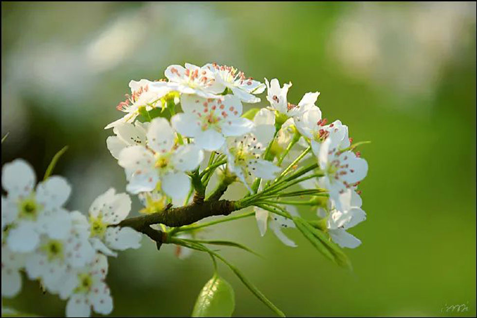 【春天，广西桂林灌阳县向您发出邀请！】我们在灌阳看梨花 - 游山玩水 - 长治生活社区 - 长治28生活网 changzhi.28life.net