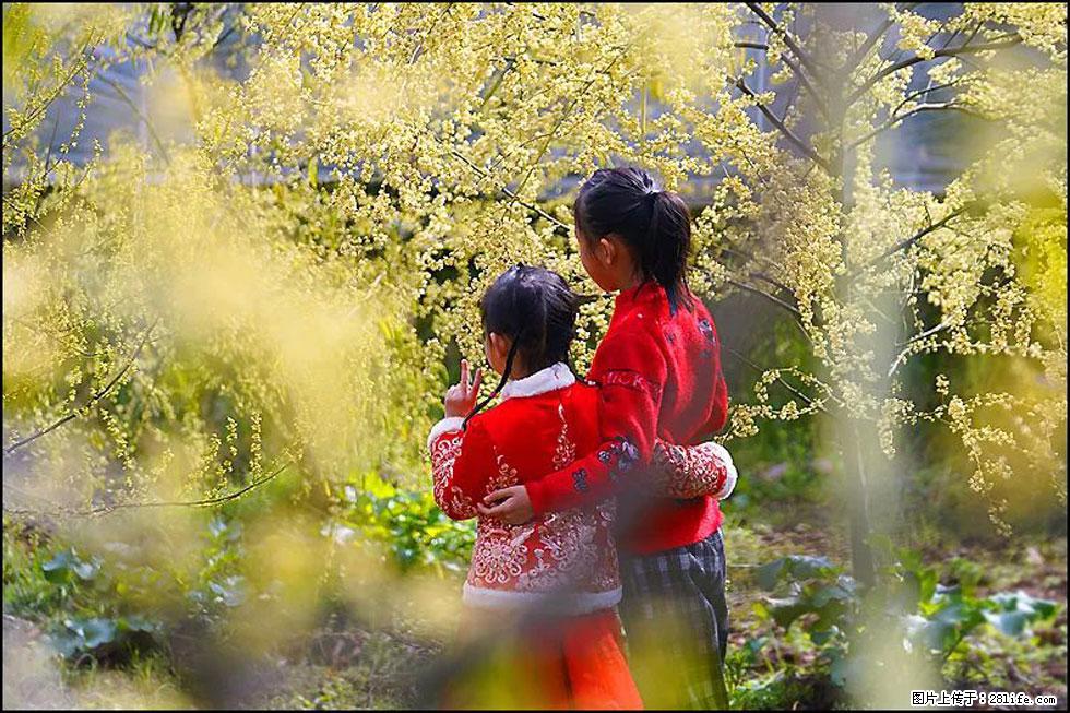 【春天，广西桂林灌阳县向您发出邀请！】米珠山前有片山苍子花在飘香 - 游山玩水 - 长治生活社区 - 长治28生活网 changzhi.28life.net