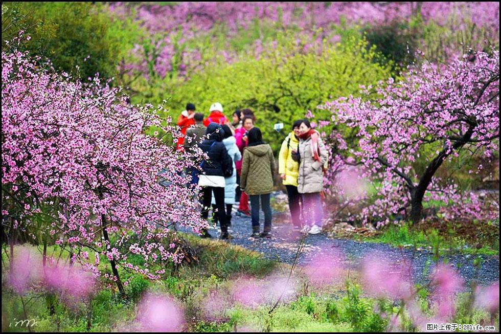 【春天，广西桂林灌阳县向您发出邀请！】官庄村有个醉美的桃花园 - 游山玩水 - 长治生活社区 - 长治28生活网 changzhi.28life.net