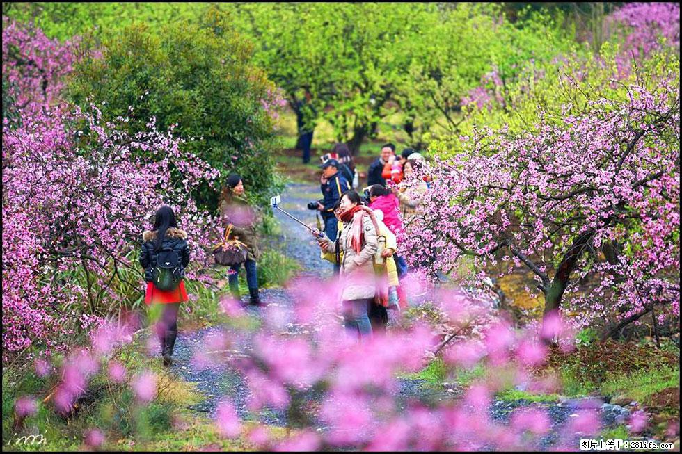 【春天，广西桂林灌阳县向您发出邀请！】官庄村有个醉美的桃花园 - 游山玩水 - 长治生活社区 - 长治28生活网 changzhi.28life.net