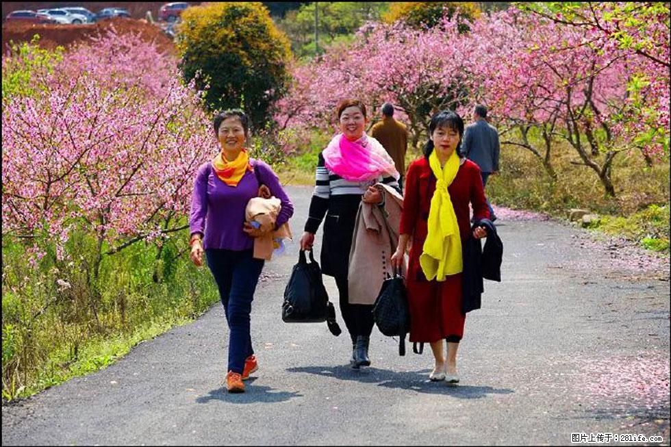 【春天，广西桂林灌阳县向您发出邀请！】官庄村有个醉美的桃花园 - 游山玩水 - 长治生活社区 - 长治28生活网 changzhi.28life.net