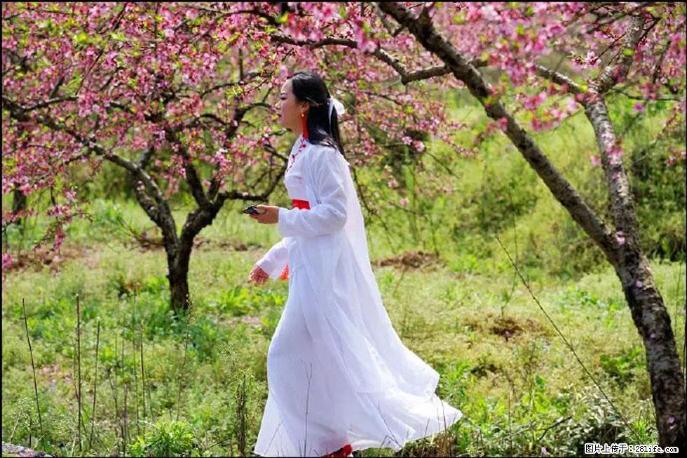 【春天，广西桂林灌阳县向您发出邀请！】官庄村有个醉美的桃花园 - 游山玩水 - 长治生活社区 - 长治28生活网 changzhi.28life.net