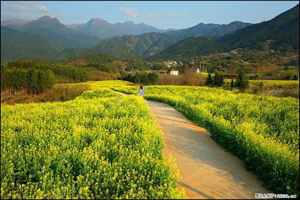 【春天，广西桂林灌阳县向您发出邀请！】长坪村油菜盛情花开 - 游山玩水 - 长治生活社区 - 长治28生活网 changzhi.28life.net