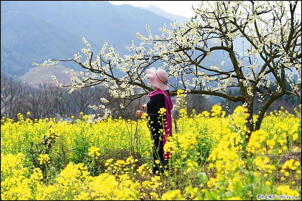 【春天，广西桂林灌阳县向您发出邀请！】长坪村油菜盛情花开 - 游山玩水 - 长治生活社区 - 长治28生活网 changzhi.28life.net