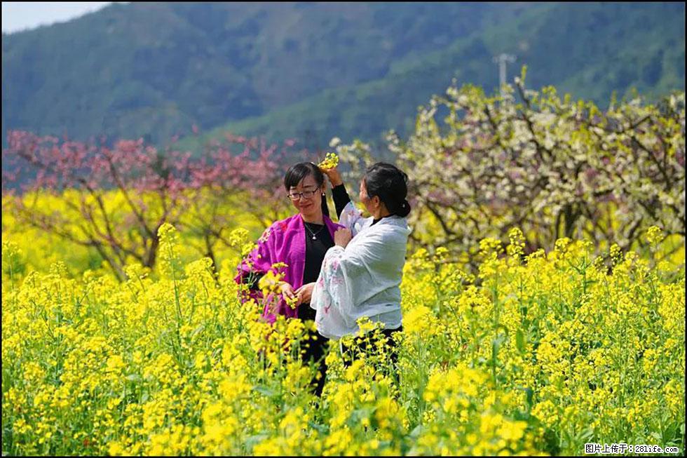 【春天，广西桂林灌阳县向您发出邀请！】长坪村油菜盛情花开 - 游山玩水 - 长治生活社区 - 长治28生活网 changzhi.28life.net