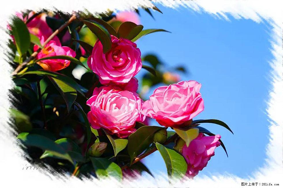 【春天，广西桂林灌阳县向您发出邀请！】杨柳井茶花惹人爱 - 游山玩水 - 长治生活社区 - 长治28生活网 changzhi.28life.net