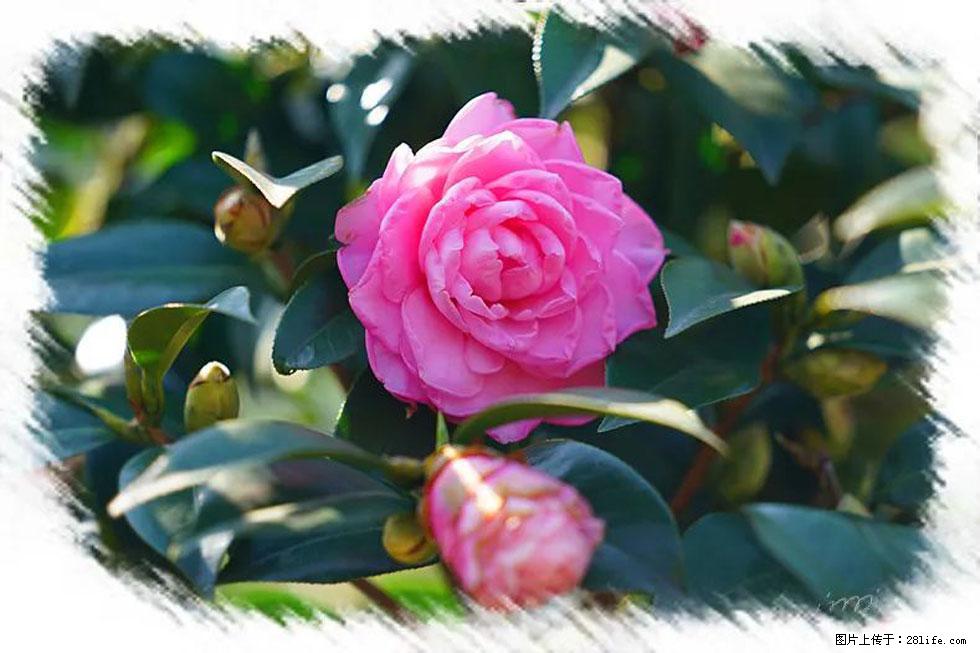 【春天，广西桂林灌阳县向您发出邀请！】杨柳井茶花惹人爱 - 游山玩水 - 长治生活社区 - 长治28生活网 changzhi.28life.net