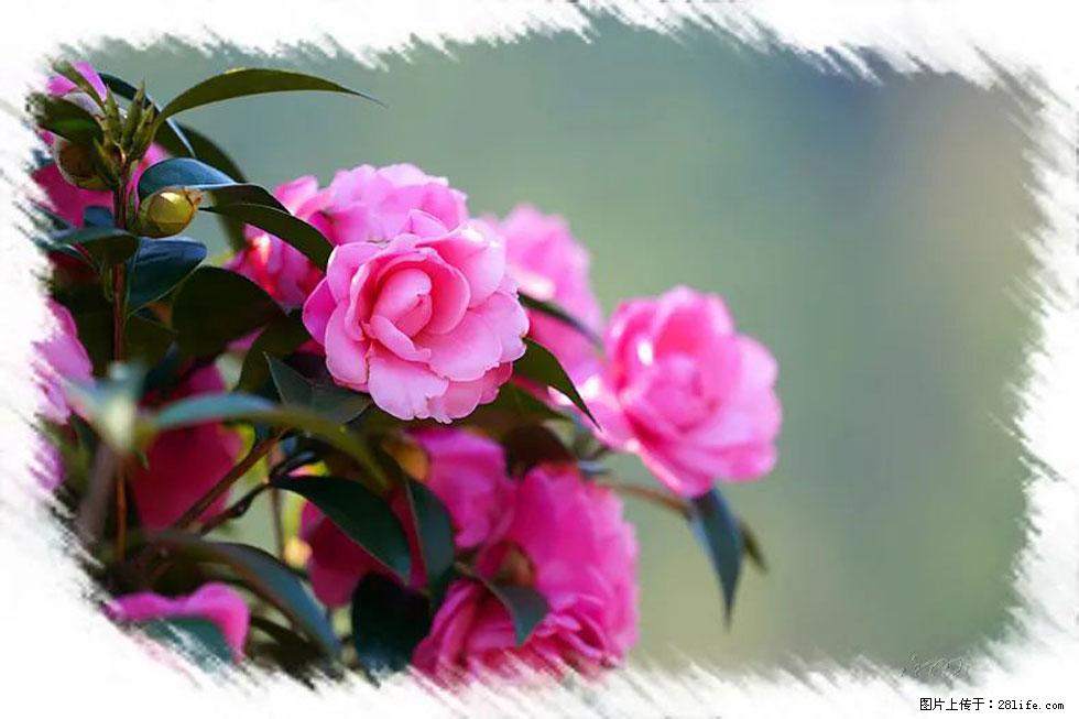 【春天，广西桂林灌阳县向您发出邀请！】杨柳井茶花惹人爱 - 游山玩水 - 长治生活社区 - 长治28生活网 changzhi.28life.net