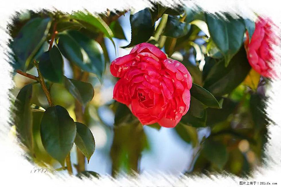 【春天，广西桂林灌阳县向您发出邀请！】杨柳井茶花惹人爱 - 游山玩水 - 长治生活社区 - 长治28生活网 changzhi.28life.net