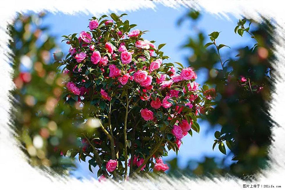 【春天，广西桂林灌阳县向您发出邀请！】杨柳井茶花惹人爱 - 游山玩水 - 长治生活社区 - 长治28生活网 changzhi.28life.net