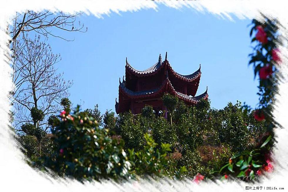 【春天，广西桂林灌阳县向您发出邀请！】杨柳井茶花惹人爱 - 游山玩水 - 长治生活社区 - 长治28生活网 changzhi.28life.net