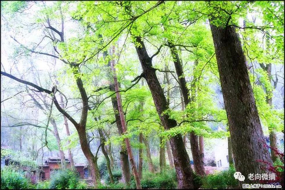 【春天，广西桂林灌阳县向您发出邀请！】在小龙村与春天约会 - 游山玩水 - 长治生活社区 - 长治28生活网 changzhi.28life.net