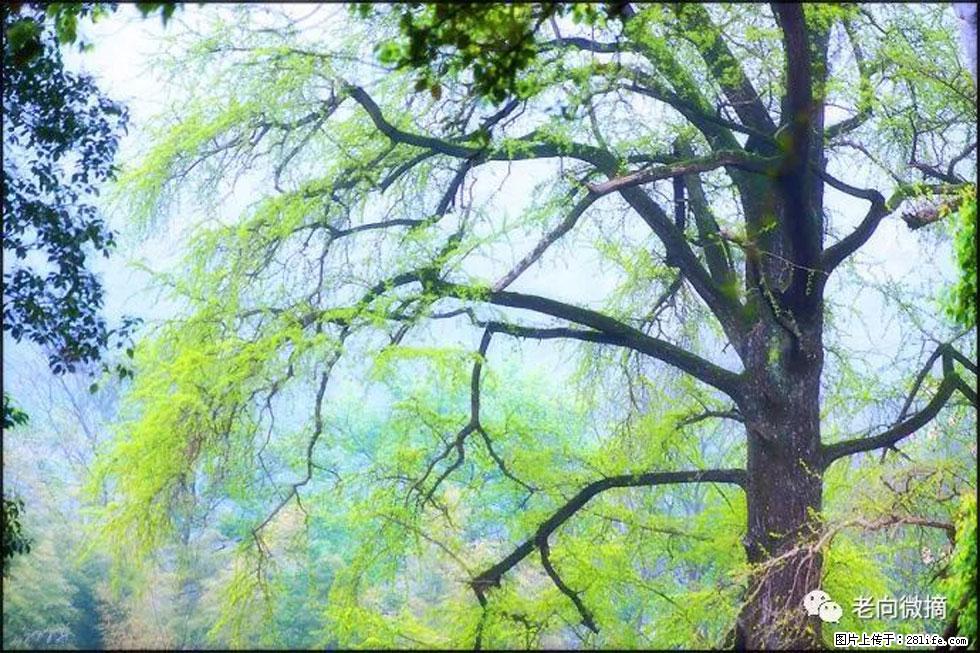【春天，广西桂林灌阳县向您发出邀请！】在小龙村与春天约会 - 游山玩水 - 长治生活社区 - 长治28生活网 changzhi.28life.net