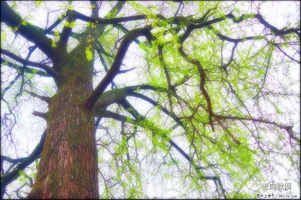【春天，广西桂林灌阳县向您发出邀请！】在小龙村与春天约会 - 游山玩水 - 长治生活社区 - 长治28生活网 changzhi.28life.net