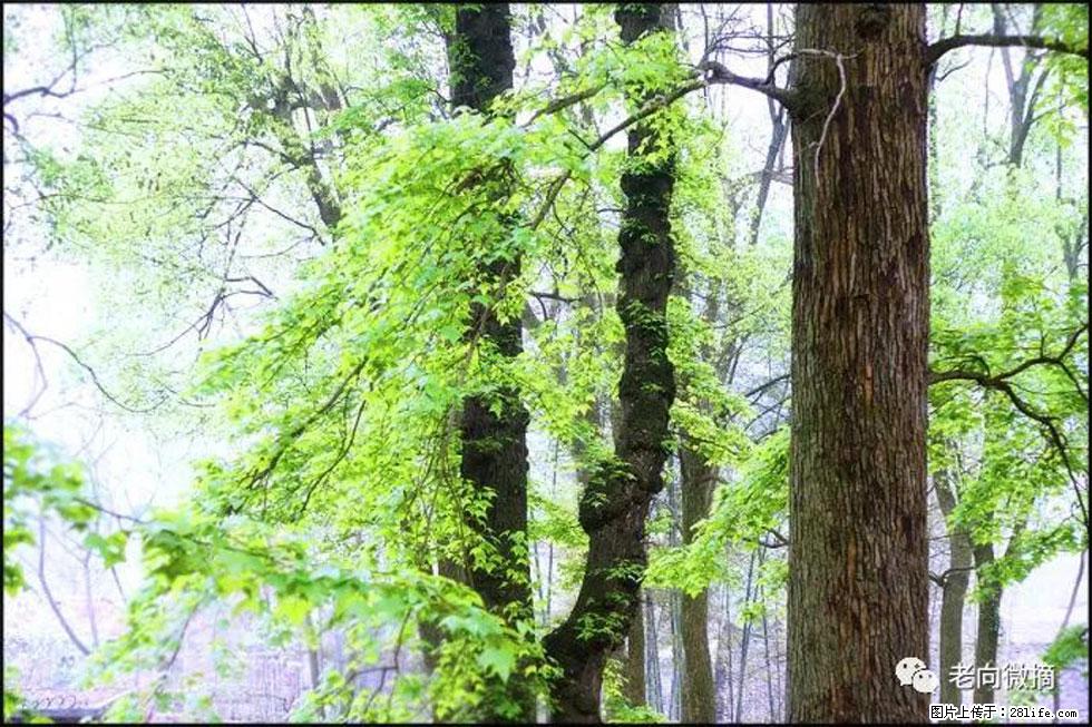 【春天，广西桂林灌阳县向您发出邀请！】在小龙村与春天约会 - 游山玩水 - 长治生活社区 - 长治28生活网 changzhi.28life.net