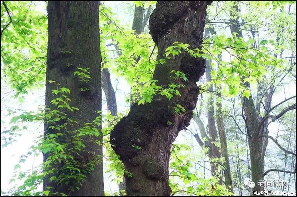 【春天，广西桂林灌阳县向您发出邀请！】在小龙村与春天约会 - 游山玩水 - 长治生活社区 - 长治28生活网 changzhi.28life.net