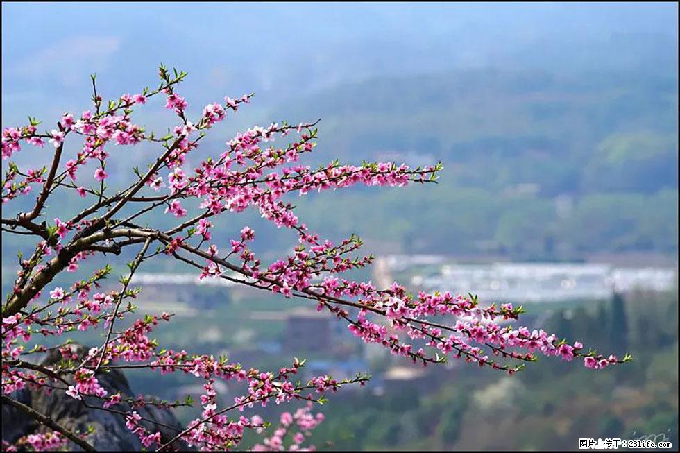 【春天，广西桂林灌阳县向您发出邀请！】望月岭上桃花开 - 游山玩水 - 长治生活社区 - 长治28生活网 changzhi.28life.net
