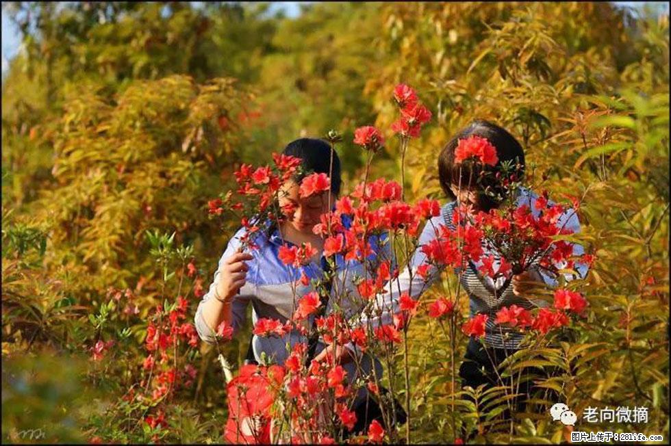 【春天，广西桂林灌阳县向您发出邀请！】登麒麟山，相约映山红 - 游山玩水 - 长治生活社区 - 长治28生活网 changzhi.28life.net