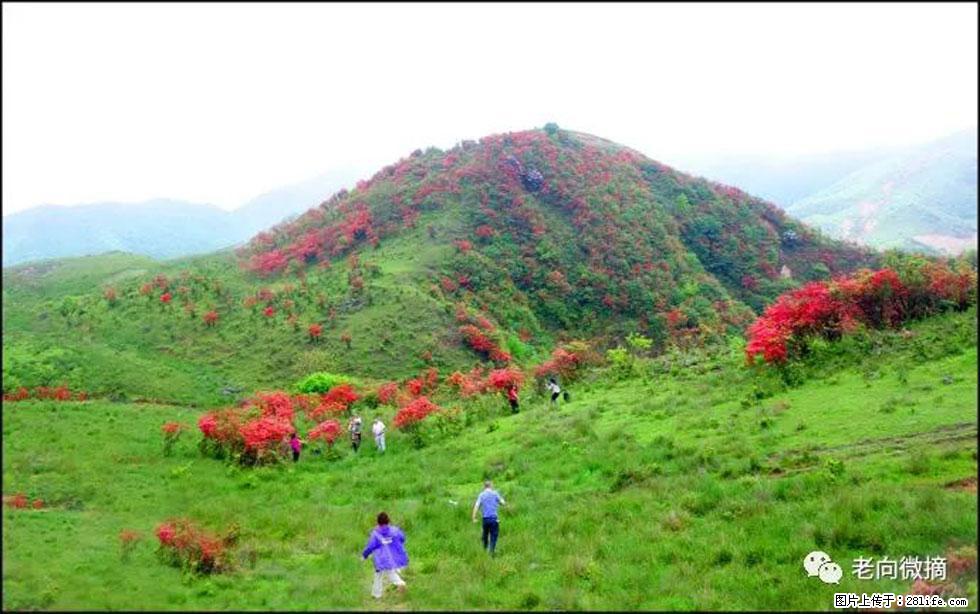 【春天，广西桂林灌阳县向您发出邀请！】宝盖山上映山红 - 游山玩水 - 长治生活社区 - 长治28生活网 changzhi.28life.net