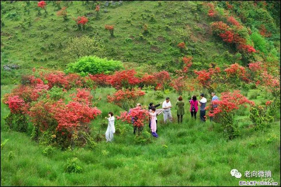 【春天，广西桂林灌阳县向您发出邀请！】宝盖山上映山红 - 游山玩水 - 长治生活社区 - 长治28生活网 changzhi.28life.net