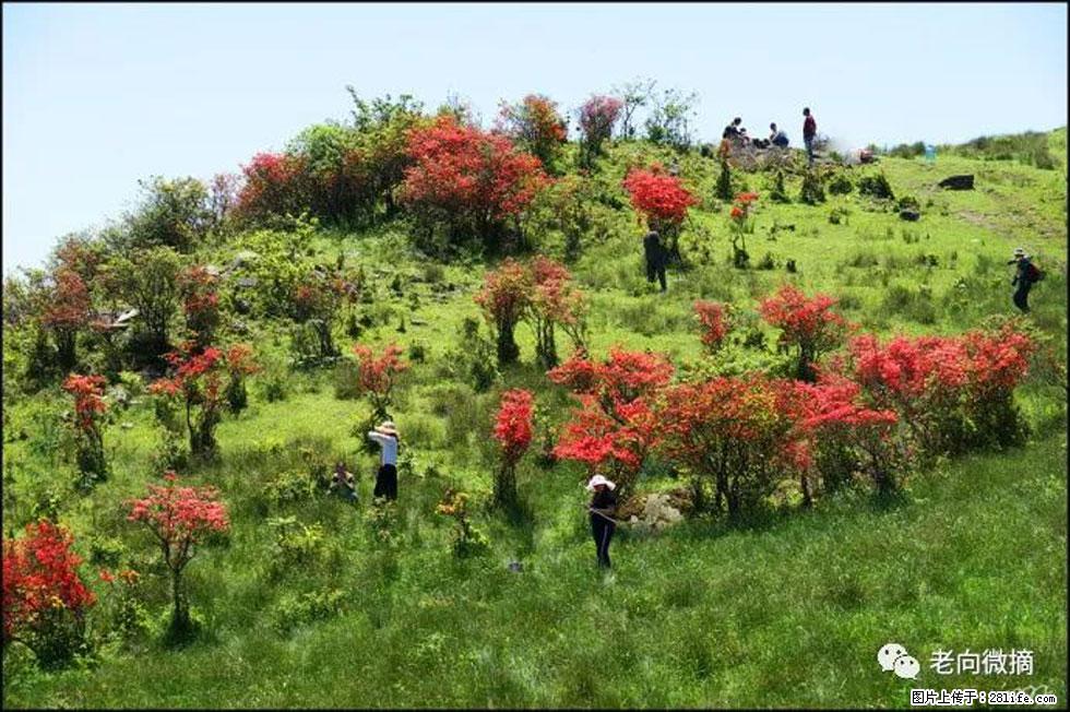 【春天，广西桂林灌阳县向您发出邀请！】宝盖山上映山红 - 游山玩水 - 长治生活社区 - 长治28生活网 changzhi.28life.net