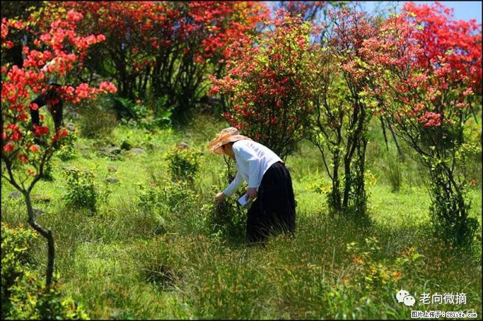 【春天，广西桂林灌阳县向您发出邀请！】宝盖山上映山红 - 游山玩水 - 长治生活社区 - 长治28生活网 changzhi.28life.net