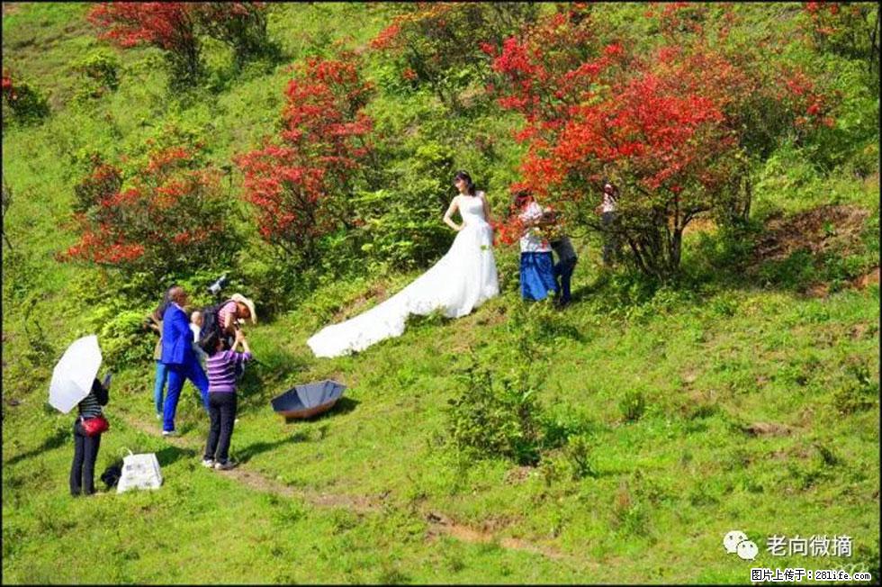 【春天，广西桂林灌阳县向您发出邀请！】宝盖山上映山红 - 游山玩水 - 长治生活社区 - 长治28生活网 changzhi.28life.net