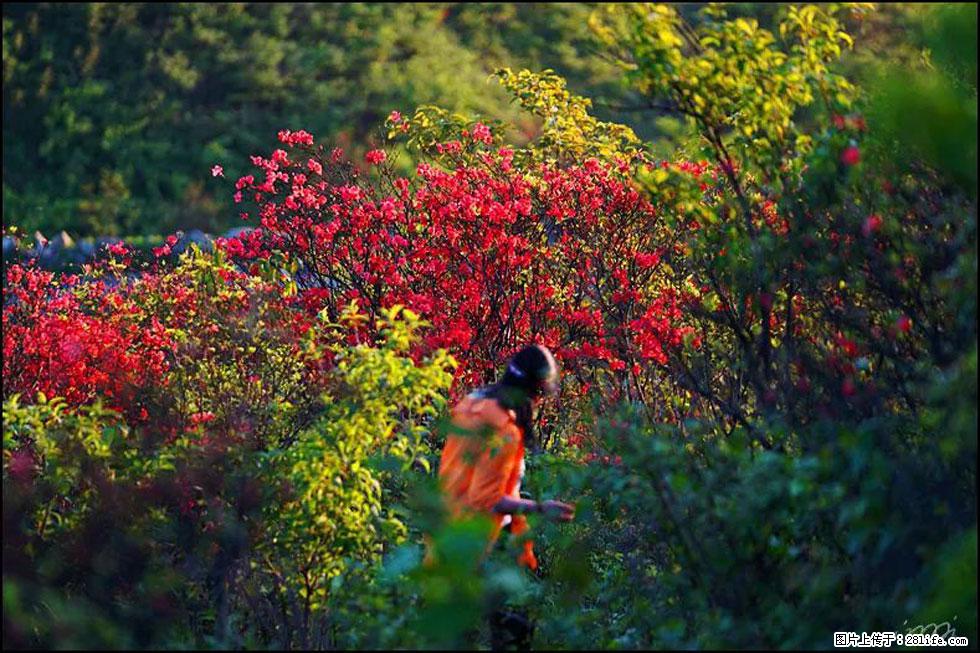【春天，广西桂林灌阳县向您发出邀请！】春木界上映山红 - 游山玩水 - 长治生活社区 - 长治28生活网 changzhi.28life.net