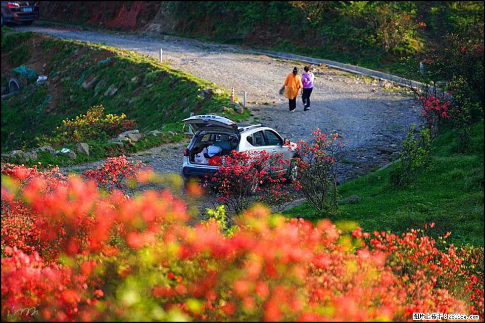 【春天，广西桂林灌阳县向您发出邀请！】春木界上映山红 - 游山玩水 - 长治生活社区 - 长治28生活网 changzhi.28life.net