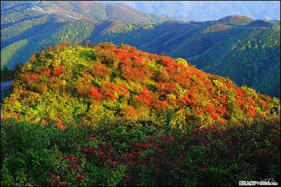 【春天，广西桂林灌阳县向您发出邀请！】春木界上映山红 - 游山玩水 - 长治生活社区 - 长治28生活网 changzhi.28life.net