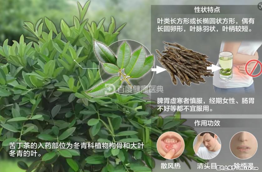 苦丁茶有哪些功效和作用 - 生活百科 - 长治生活社区 - 长治28生活网 changzhi.28life.net