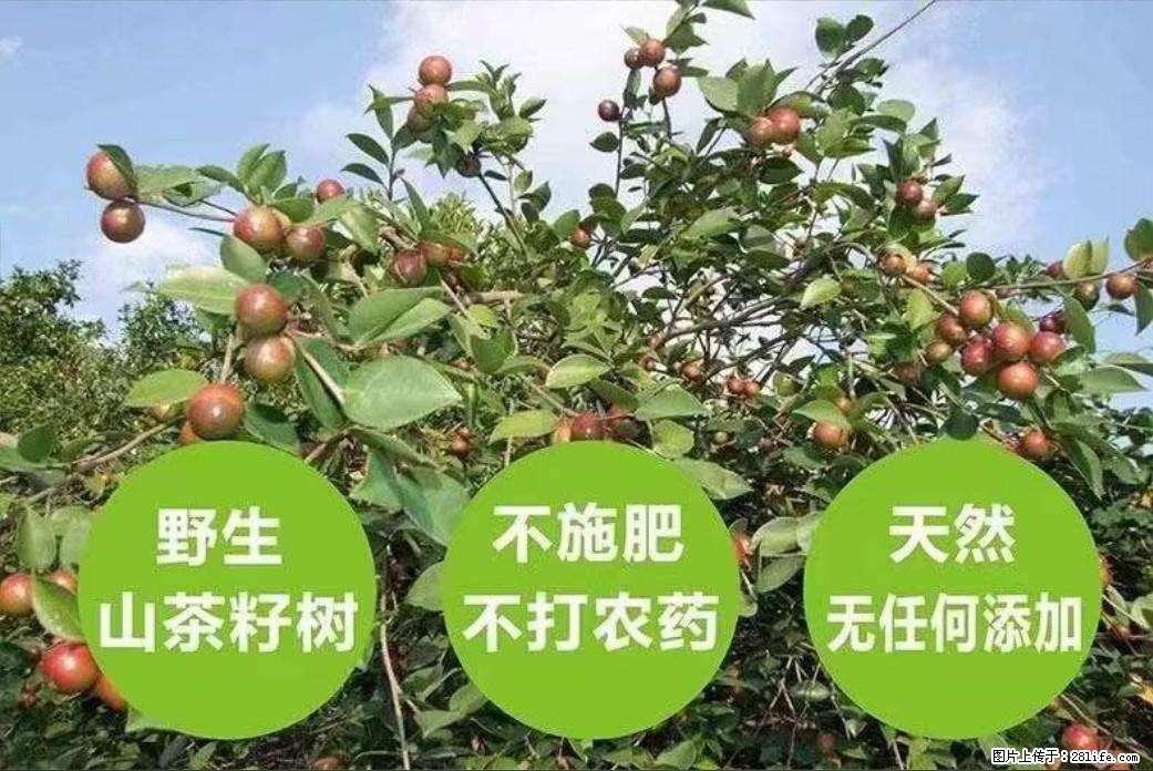 【灌阳县油茶产业示范区】一个有着充实的精神生活的人,对待身外之物自会有一种淡泊的态度 - 土特产 - 饮食特产 - 长治分类信息 - 长治28生活网 changzhi.28life.net