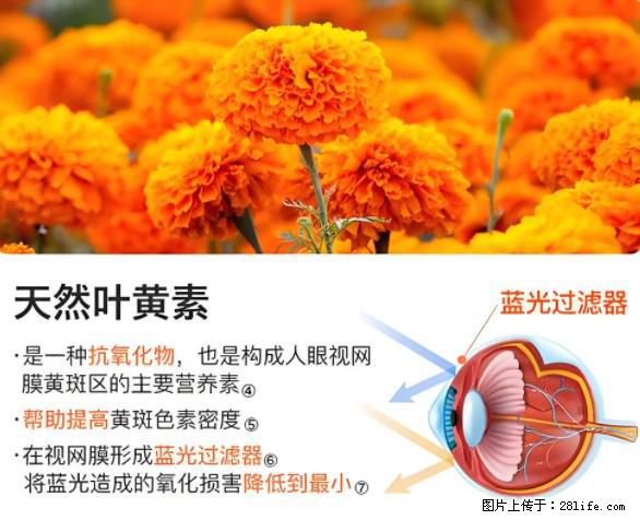 叶黄素有什么功效和作用 - 生活百科 - 长治生活社区 - 长治28生活网 changzhi.28life.net