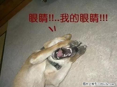 笑癫了！一女的怀孕三年未生，他终于忍不住了... - 娱乐八卦 - 长治生活社区 - 长治28生活网 changzhi.28life.net