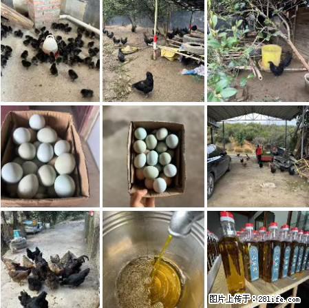 油茶园从小鸡仔开始养起的纯土鸡、土鸡蛋可以预定啦！还有前几天刚榨的纯山茶油哦 - 土特产 - 饮食特产 - 长治分类信息 - 长治28生活网 changzhi.28life.net