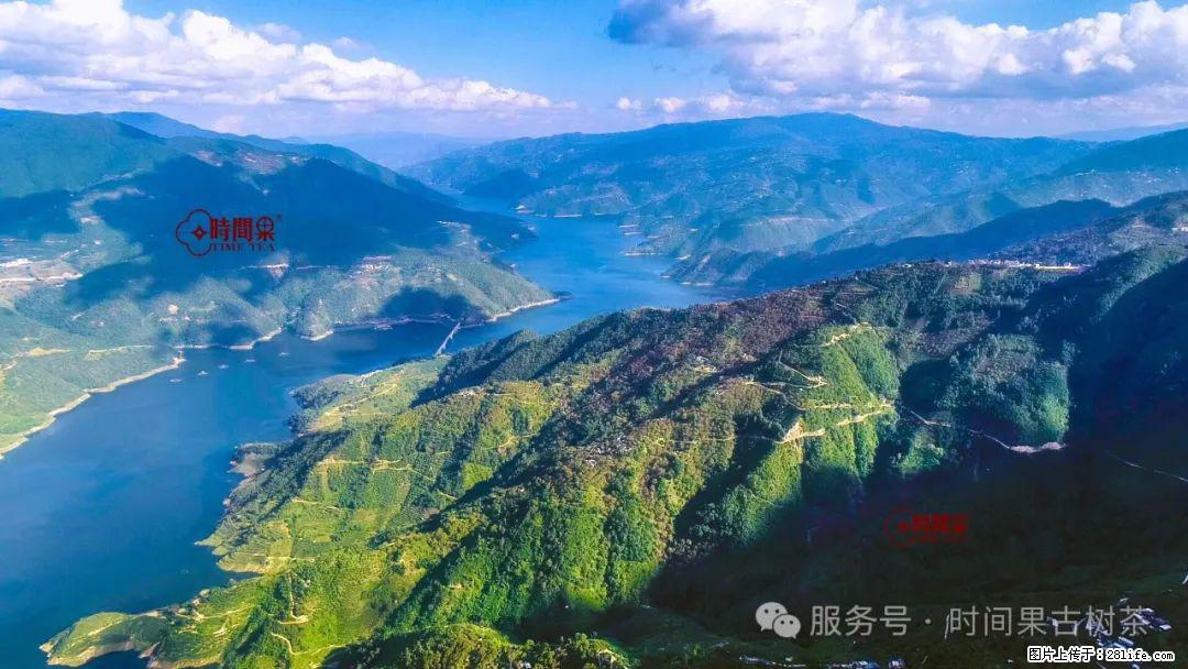 时间果百年古树龙珠普洱生茶 - 购物交流 - 长治生活社区 - 长治28生活网 changzhi.28life.net
