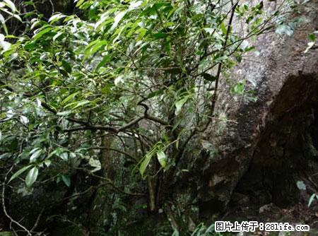 平乐石崖茶，珍贵仅次于金花茶 - 长治生活资讯 - 长治28生活网 changzhi.28life.net