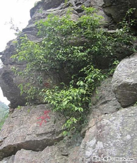 平乐石崖茶，珍贵仅次于金花茶 - 长治生活资讯 - 长治28生活网 changzhi.28life.net