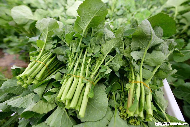 这些蔬菜是“天然钙片”,这6种被医生重点推荐 - 长治生活资讯 - 长治28生活网 changzhi.28life.net